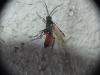 Tenthredopsis sp.